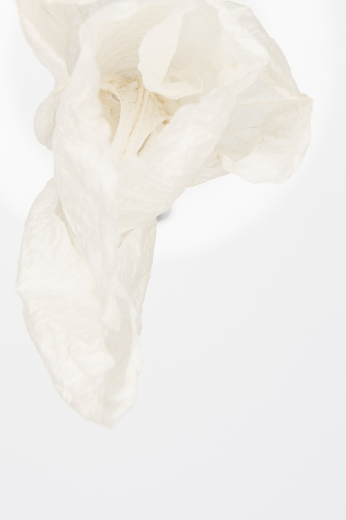 Nature Morte CR70001 Photography on Fine Art Paper 60x90cm, 2023, ed.5
