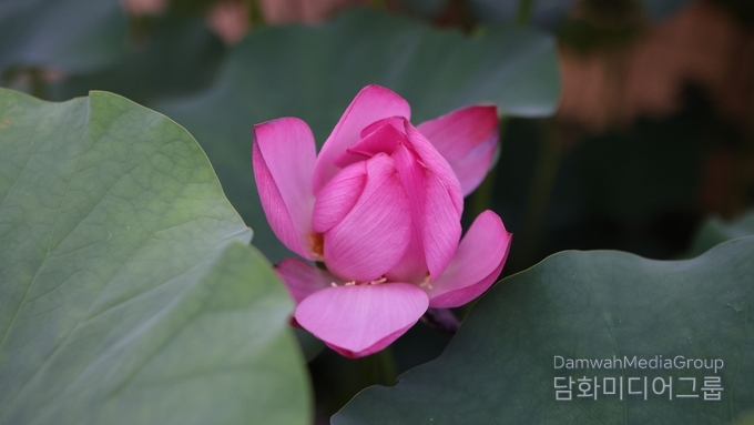 사진-담화총사 