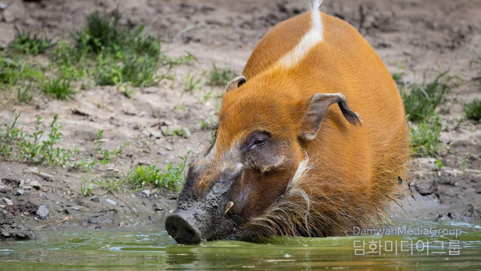 붉은강멧돼지 (Potamochoerus porcus)