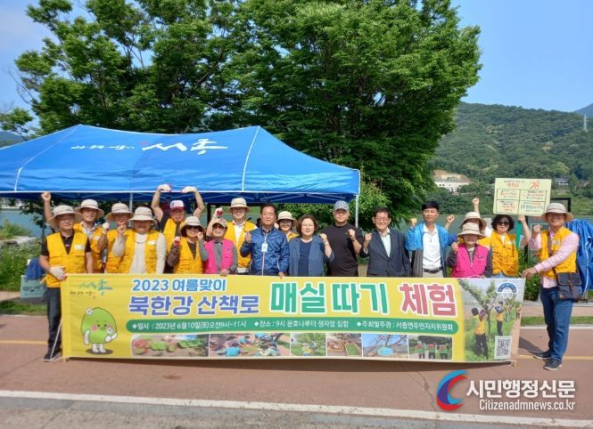 양평군 서종면 주민자치위원회, 북한강 산책로 매실따기 체험행사 실시