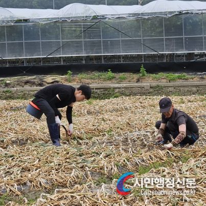 김천 구성면, 양파 수확 농촌 일손 돕기 나서