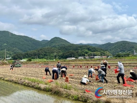 경남 고성군 녹지공원과 등, 농촌 일손돕기 진행