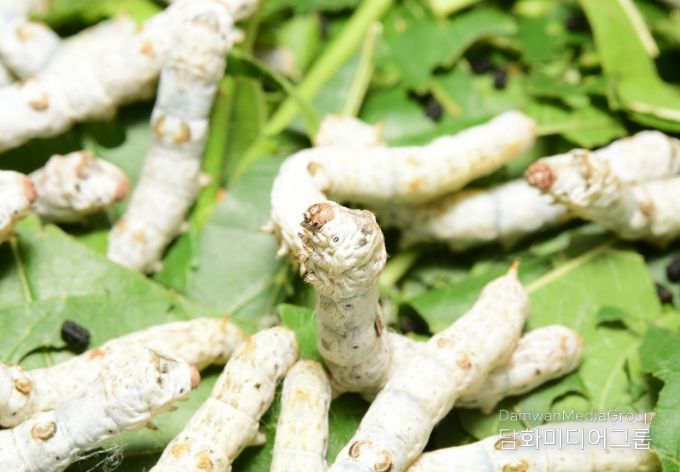 경북잠사곤충사업장, 누에고치로‘뼈 건강 기능성 음료’개발나서