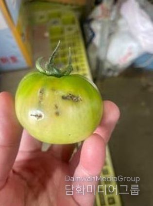 양산시, 외래 검역 해충 ‘토마토뿔나방’ 확산 주의하세요