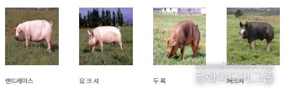 종돈 및 액상정액 공급 돼지품종