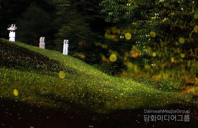제2회 반딧불이 축제