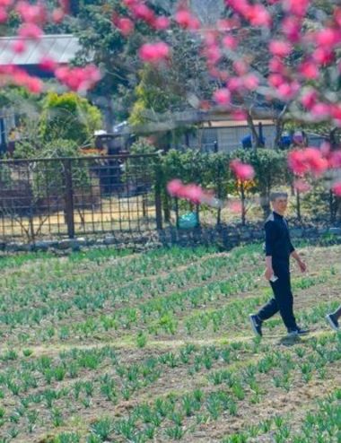 홍성군 구항 내현마을 수선화축제 성황리 개최