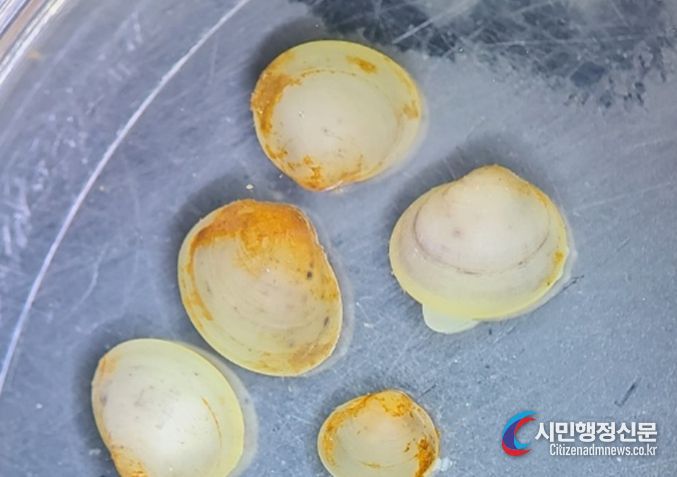 산골조개
