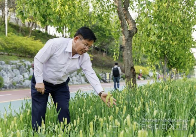 박강수 마포구청장이 월드컵천 청보리를 살펴보고 있다.