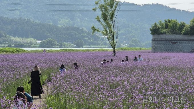 버들마편초 만개