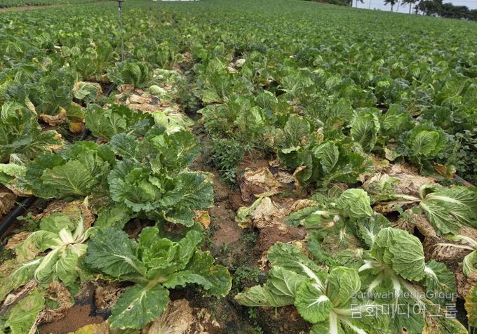 가을배추 병해충