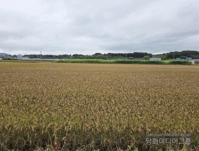 세종시, 벼 깨씨무늬병 피해 조사 실시