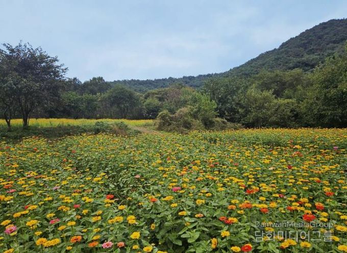 백일홍으로 물든 청주 상당산성, 꽃길 걸으러 오세요!