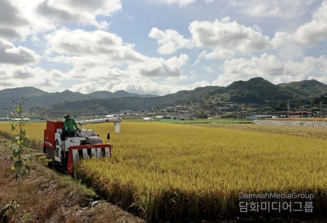 23일, 문광면 일대의 한 논에서 바삐 움직이는 콤바인이 벼 수확에 한창이다