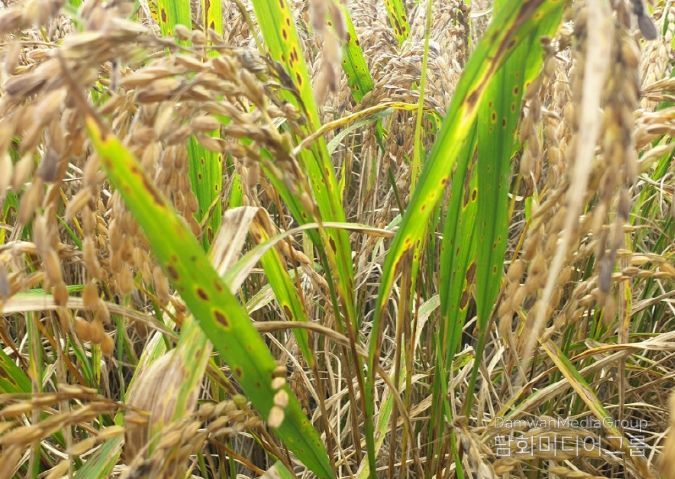 깨씨무늬병 피해 신고 접수