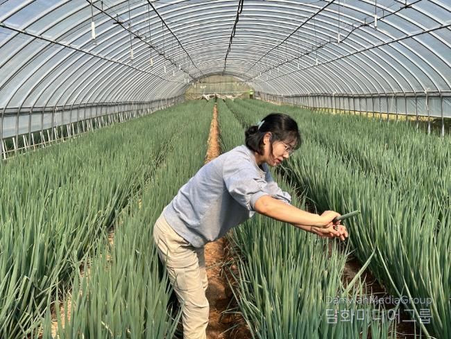 대파 생육 상황을 살펴보고 있는 모습.