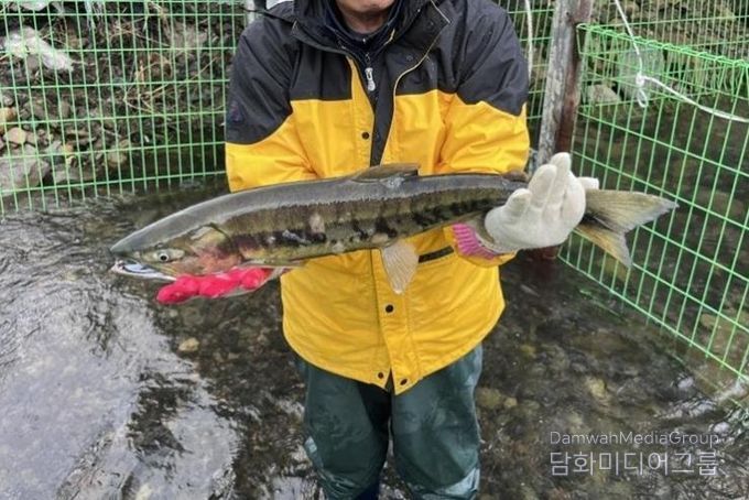 태화강생태관, 울주군 구영교서 태화강 연어 올해 첫 포획