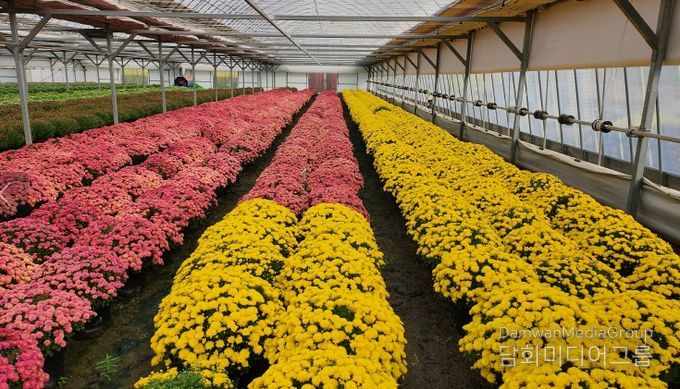 기술센터 내 재배된 국화 화분과 읍내 시가지에 전시중인 모습