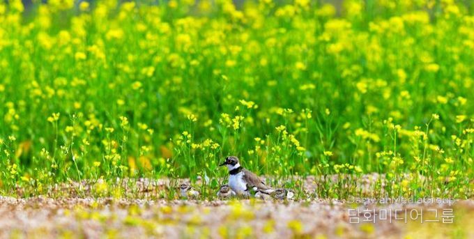 (양양생태사진연구회) 꼬마물떼새_선종용