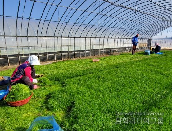 해남군“바다향 품은 간척지의 명품채소”세발나물 출하