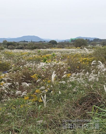 장록습지 내 개화 중인 양미역취