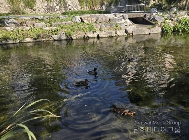 성북구 하천, 10월 수질 분석서 ‘좋음’ 등급 유지