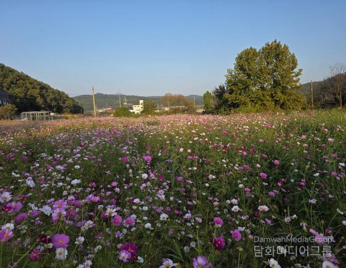 세종시, 주민 손길로 피어난 국곡리 코스모스 정원