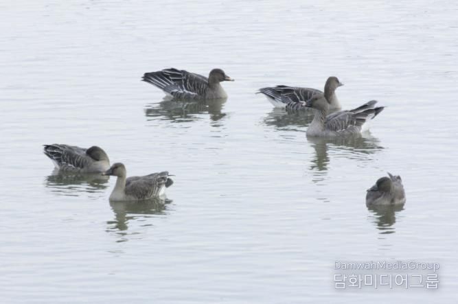 의왕 조류생태과학관, 멸종위기종‘큰기러기’왕송호수에 찾아와