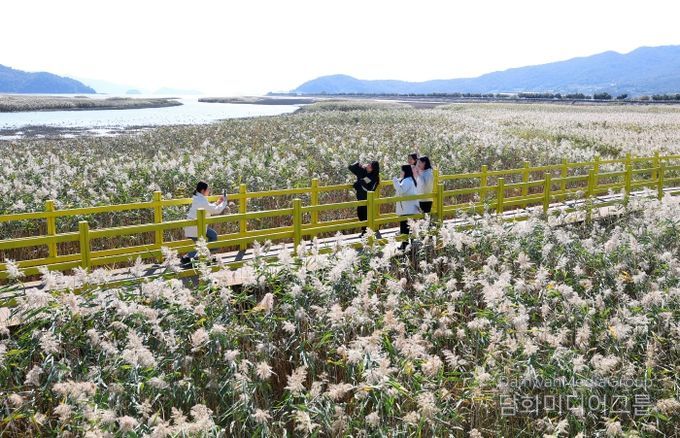 제10회 강진만 춤추는 갈대축제가 열린 가운데 강진만 갈대밭을 찾은 관광객들이 가을의 정취를 맘껏 느끼고 있다.