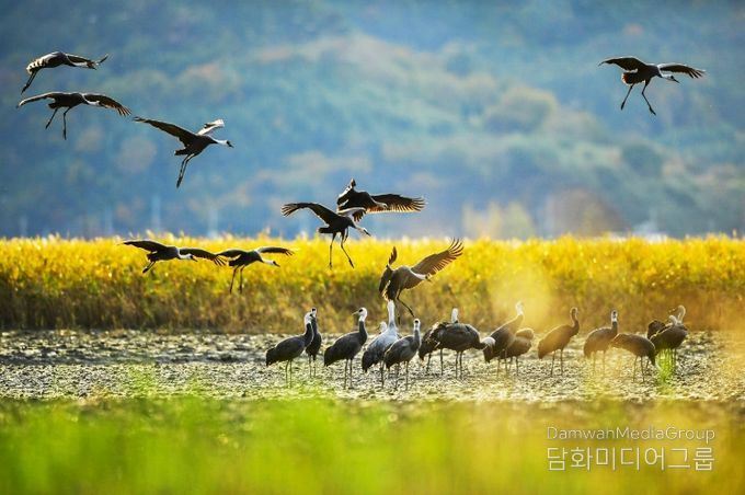 ‘순천만 흑두루미 탐조여행’