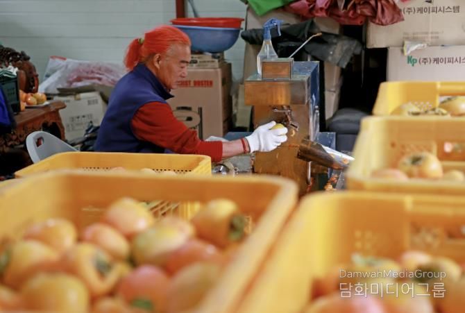 괴산군의 한 농가에서 곶감을 만들기 위해 작업하고 있다