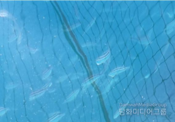 벤자리 시험양식 해상가두리(삼산면 거문도)