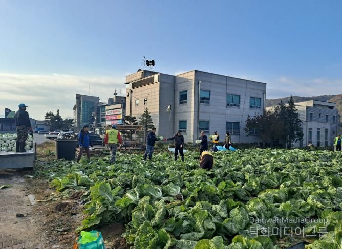 양평군 양동면 지역사회보장협의체, 기관·단체와 함께 동절기 배추·무 수확