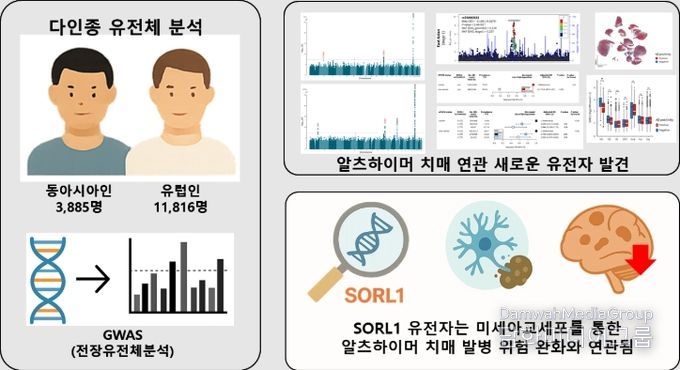 다인종 유전체 분석을 통해 발굴한 SORL1 유전자의 치매 발병 완화 효과