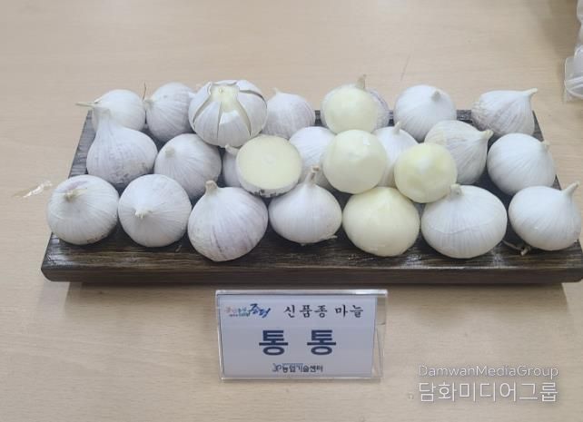 증평군, 신품종 마늘 '통통' 보급…농가 소득작목 육성 박차