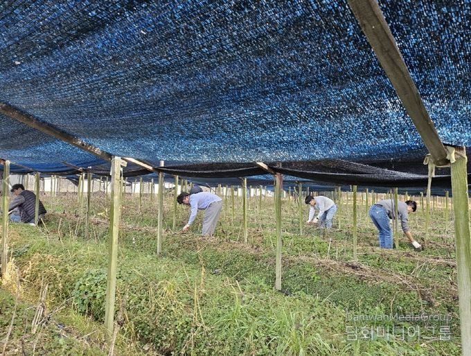 금산군청 맑은물관리과 가을철 농촌일손돕기 모습