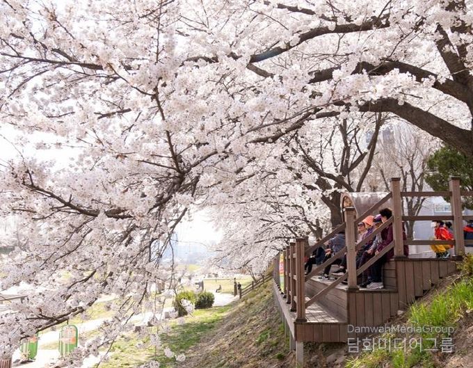 중랑천변 벚꽃길