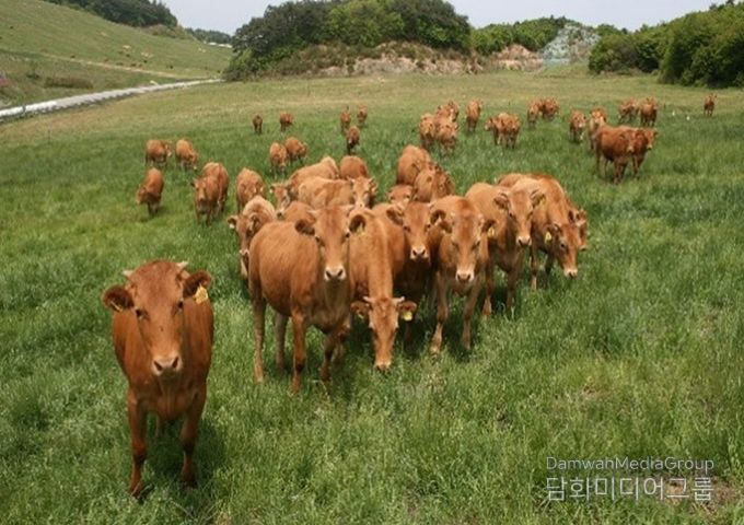 량 암소 분양으로 농가 수익 구조 개선 및 품질 향상 유도