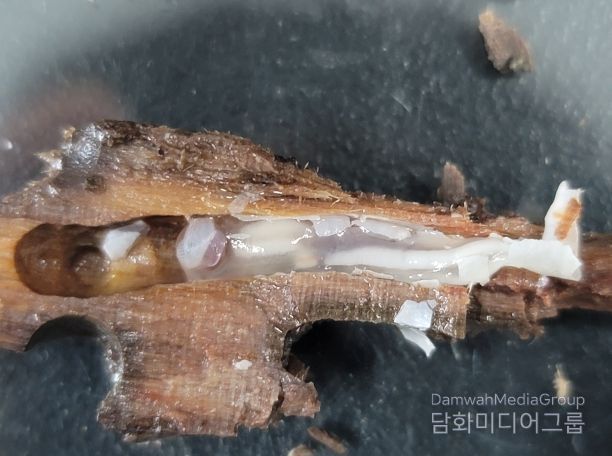 송호리 고선박 생물분석-배좀벌레조개