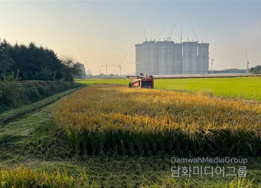 연희공원 논습지 벼(2024년 사진, 수확과정)