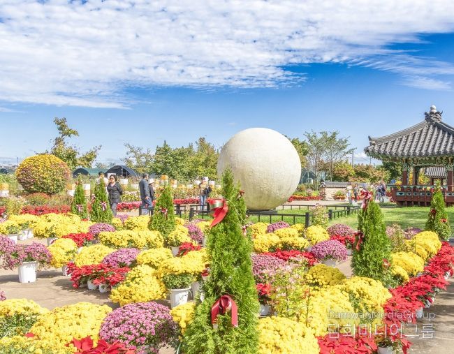 3천만 송이 가을꽃 물결 속 41만 명 발길