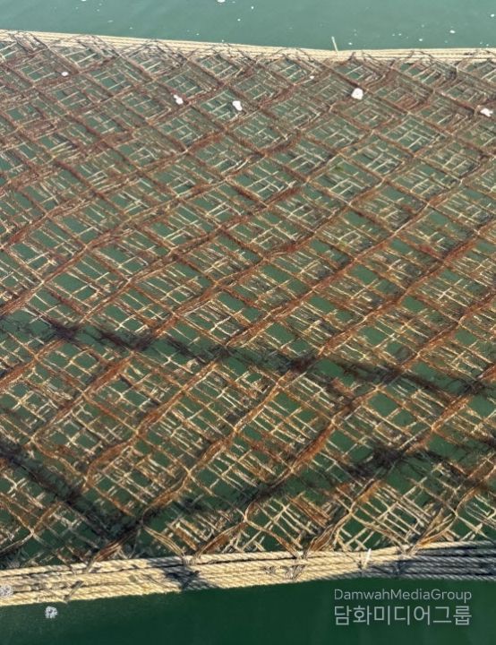 김 황백화 피해 대응 위해 6억원 긴급 투입