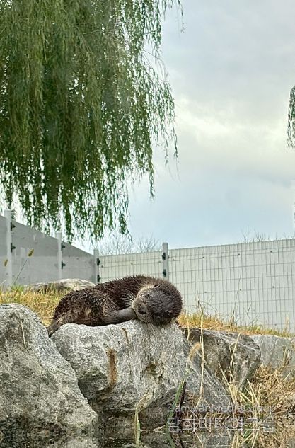 섬진강수달생태공원, 천연기념물 수달 2개체 입식 완료