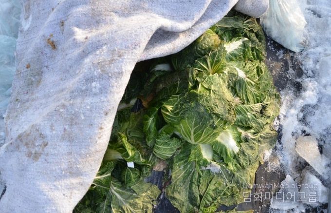 수확 중인 김장용 무·배추 한파 대비해야