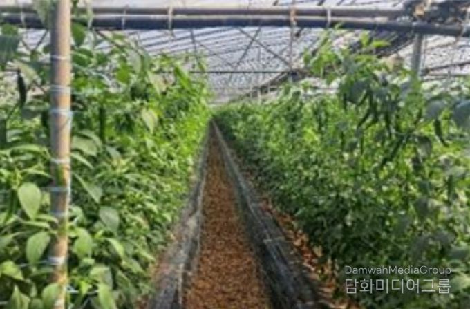 시설고추 재배지