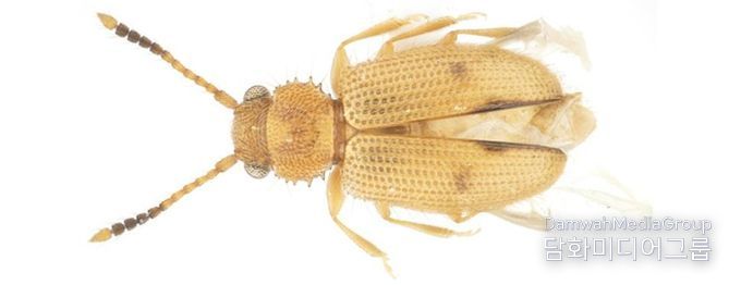 제주도에서 발견된 닮은모래가는납작벌레 사진.