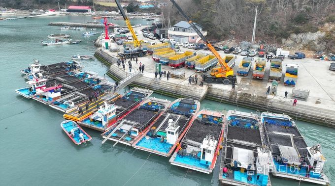 완도군 군외면 당인리의 물김 위판 현장