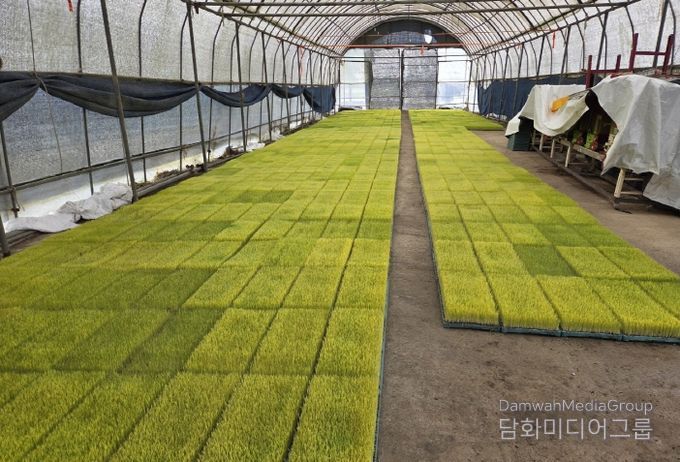 정읍시, 벼 육묘상처리제 지원에 '문자 교환권' 도입… 투명성 강화