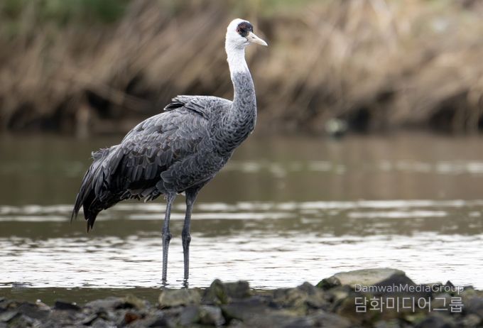 휴식을 취하고 있는 흑두루미(제공 조현표)