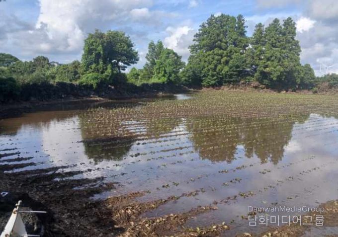무 파종지 침수(표선면)